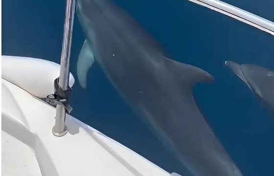 Boat without licence BARCO PRIVADO AVISTAMIENTO DE DELFINES 15hp