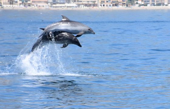 Boat without licence BARCO PRIVADO AVISTAMIENTO DE DELFINES 15hp