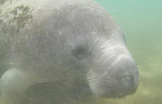 Nature Coast Manatee Adventures