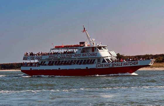 Cape May Whale Watcher