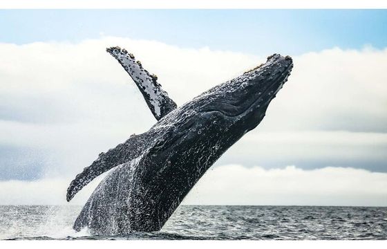 Sydney Charter Fishing