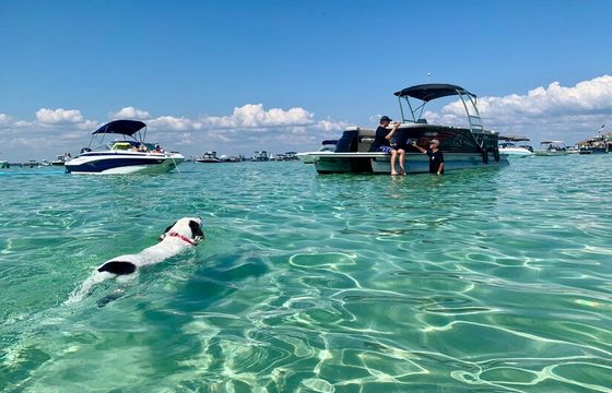Crab Island and Dolphin tours