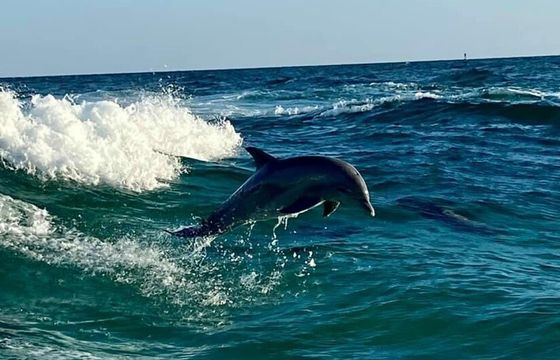 35 Foot Sightseer Dolphin, Sunset, Crab Island Tour Boat