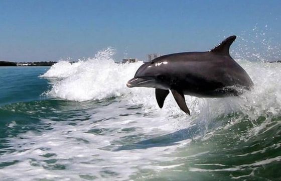 35 Foot Sightseer Dolphin, Sunset, Crab Island Tour Boat