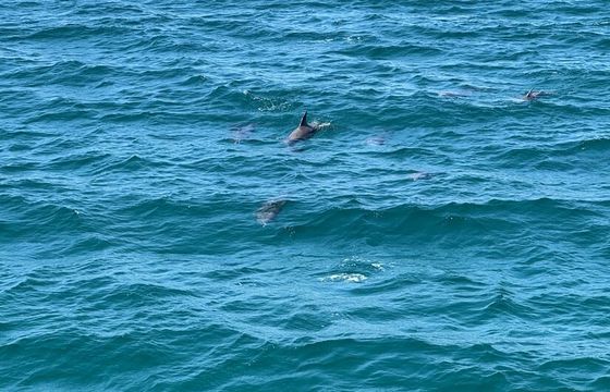 35 Foot Sightseer Dolphin, Sunset, Crab Island Tour Boat