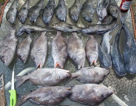 850 Fabolous Fishing Boat Experience