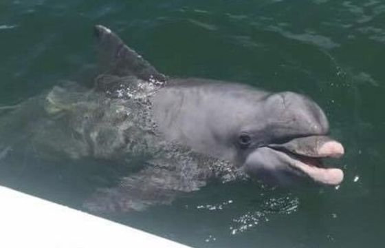 2017 Robalo Cayman 246 | Inshore Adventure | Charlotte Harbor