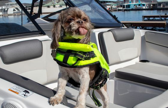 2023 Yamaha at Lake Pleasant: New powerboat fun for the whole family