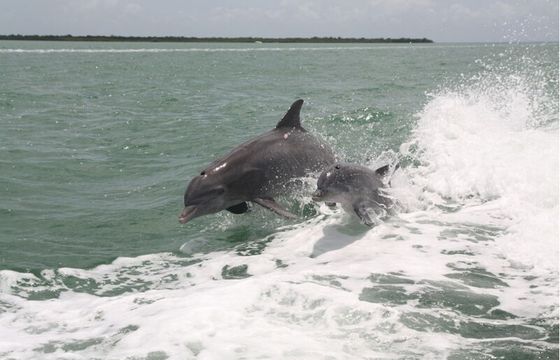 Fun in the Sun on the Intercoastal