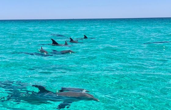 Private Crab Island Charter w/Snokeling and Dolphins