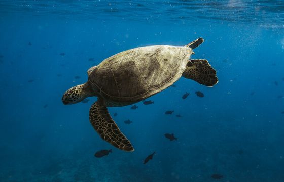 Waikiki Private Boat Adventure (45 ppl): Explore with the best Crew