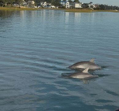 Adventures, sightseeing or fishing with Capt. Jaime on 22' Bay rider