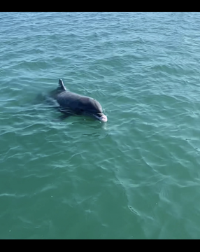 24’ party barge  dolphins, seashells, and private islands for up to 6