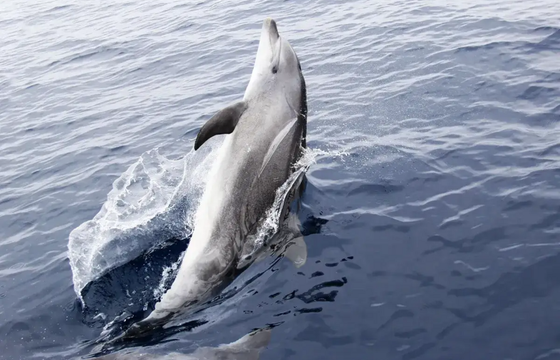 Footloose Catamaran Snorkel and Dolphin Cruise