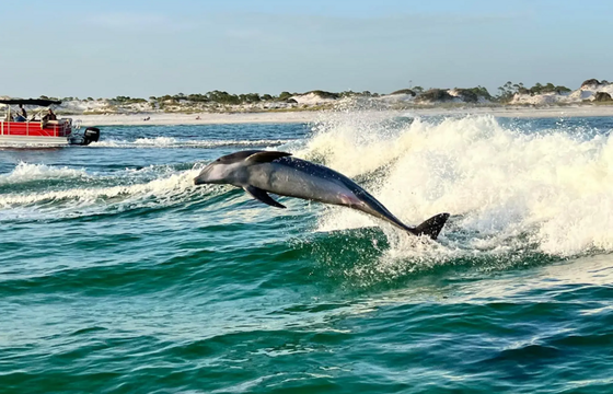47’ Beneteau Sailing Adventure with Dolphin Sightseeing