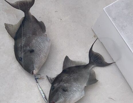 Destin/Ft. Walton Beach: Sportfishing Charters - Big Fish!!