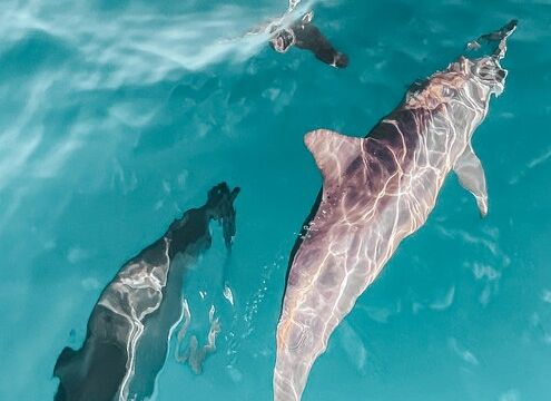 30A Private Charter - Crab Island, Sunset & Dolphin Cruises