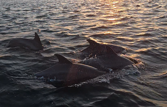 30A Private Charter - Crab Island, Sunset & Dolphin Cruises