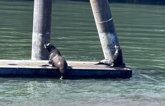 Captained Luxury Electric Boat – Sacramento River Experiences