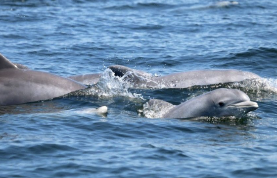 Sunset cruises, sight seeing, dolphin watching, bird watching, &amp; ski