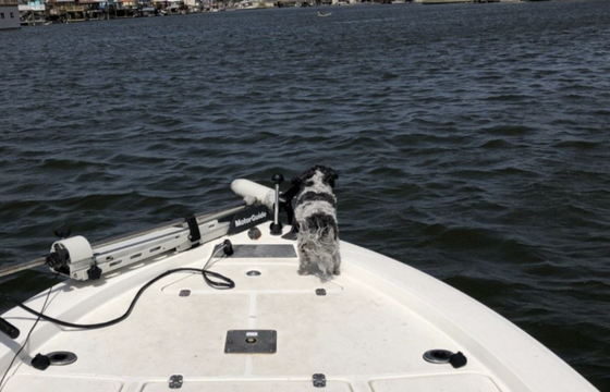 Sunset cruises, sight seeing, dolphin watching, bird watching, &amp; ski