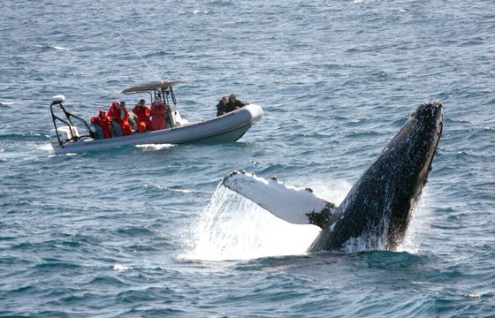 Private 12-Passenger Whale Watching Experience