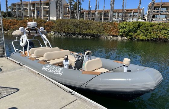 Private 12-Passenger Whale Watching Experience