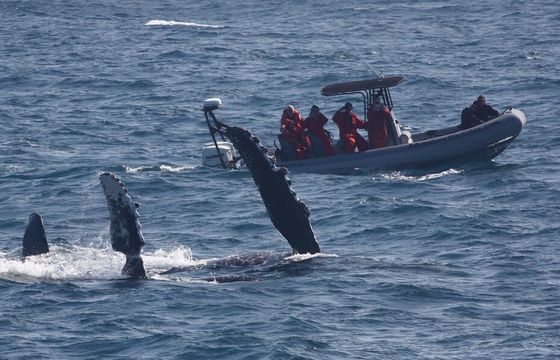 Private 12-Passenger Whale Watching Experience