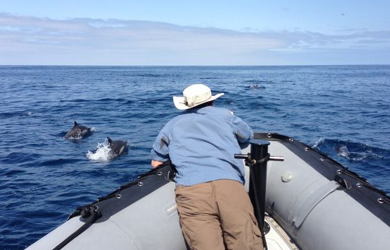 Private 12-Passenger Whale Watching Experience