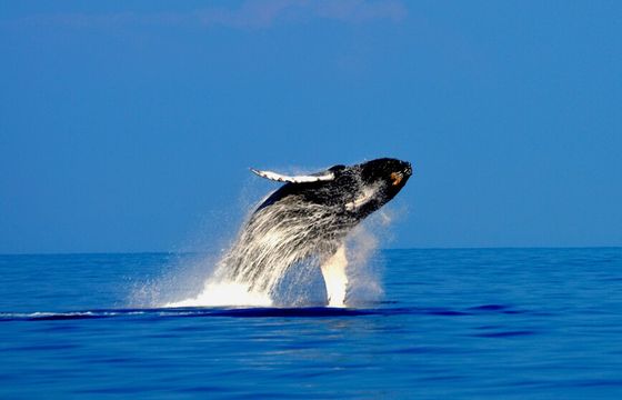 Private 12-Passenger Whale Watching Experience