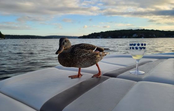 Captained 21' Chapparal 210ssi for up to 6 guests on Lake Hopatcong