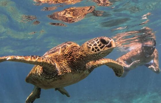 SPECIAL PRICE Private Charter: Snorkel, Dolphins, Sunset, Fireworks