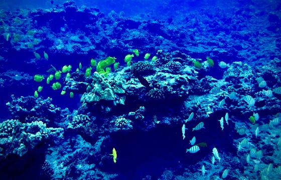 SPECIAL PRICE Private Charter: Snorkel, Dolphins, Sunset, Fireworks