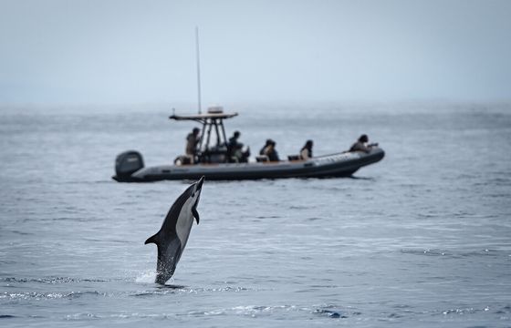 2.5-3 Hour Whale Watching Private Tour