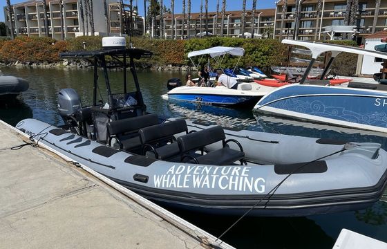 2.5-3 Hour Whale Watching Private Tour