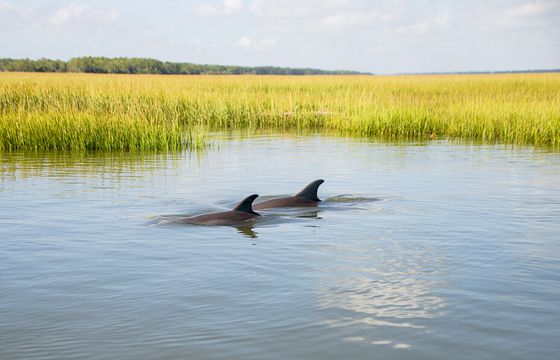 Sandbars &amp; Swimming: 3-Hour Boat Cruise from Folly Beach