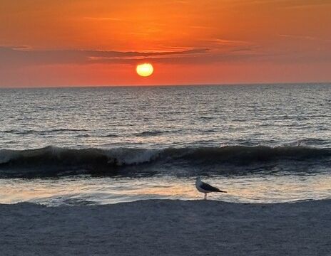 Private Sandbar Excursions and Sunset Boat Charter – Tarpon Springs