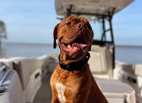 Explore Charleston in Style – 26ft Center Console Adventure