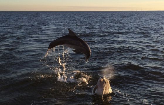 Day charters in St. Petersburg (51ft)
