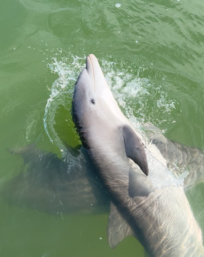 Private Dolphin and Sandbar Adventure | Up to 12 Guests