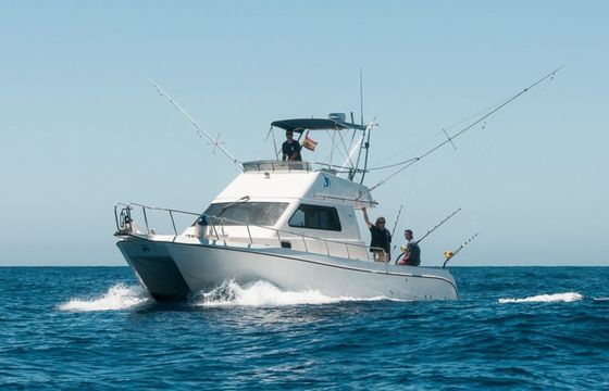 Cata 356 Sportfisherman Fish on