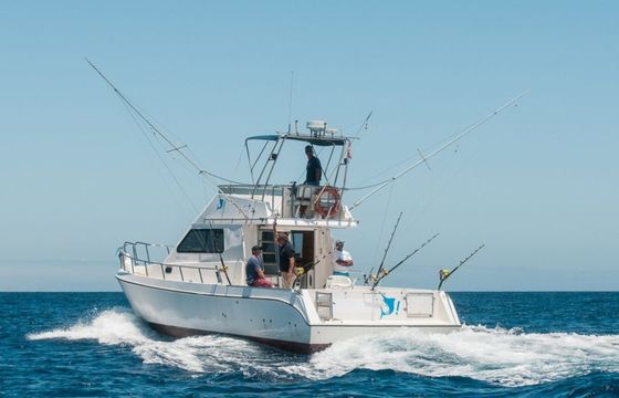 Cata 356 Sportfisherman Fish on