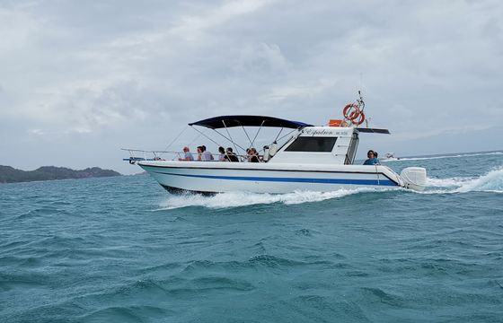 Custom Built 33 Espadron