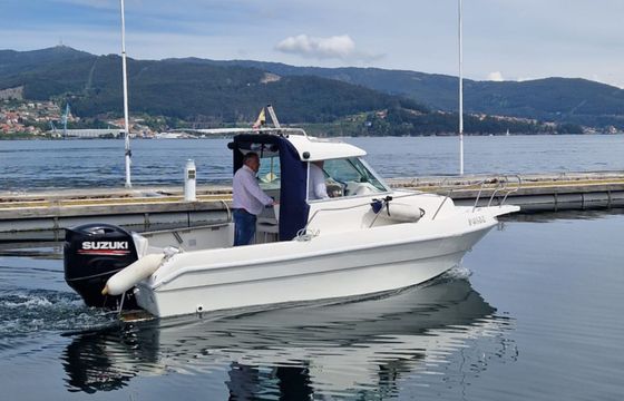 Delfyn 595 Bufona