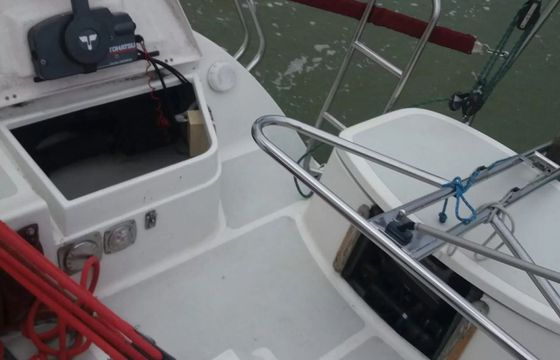 Janmor 28 Palomino