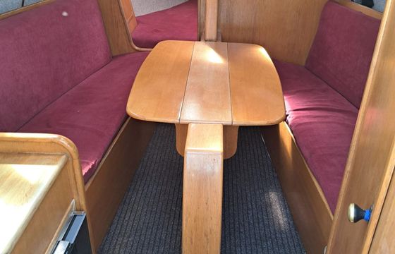 Janmor 28 Palomino