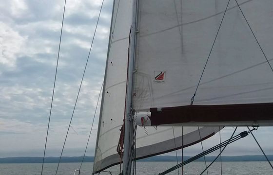 Janmor 28 Palomino