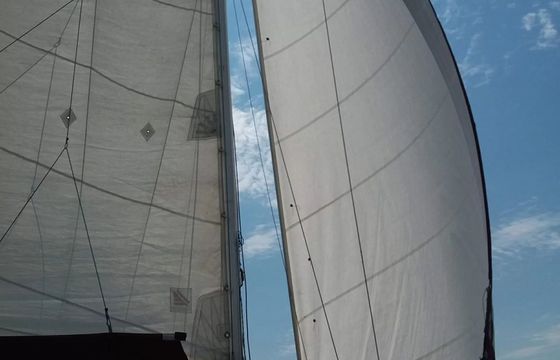 Janmor 28 Palomino