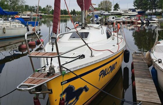 Janmor 28 Palomino