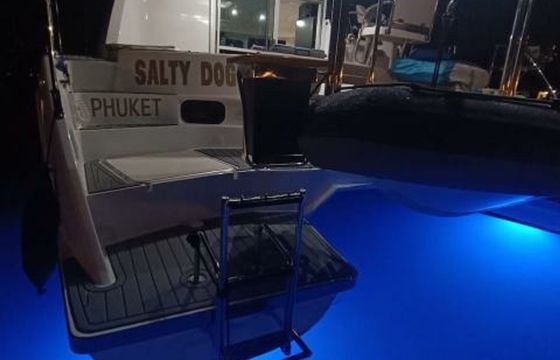 Leopard 384 Salty Dogs